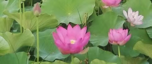 蹒跚起步学作诗