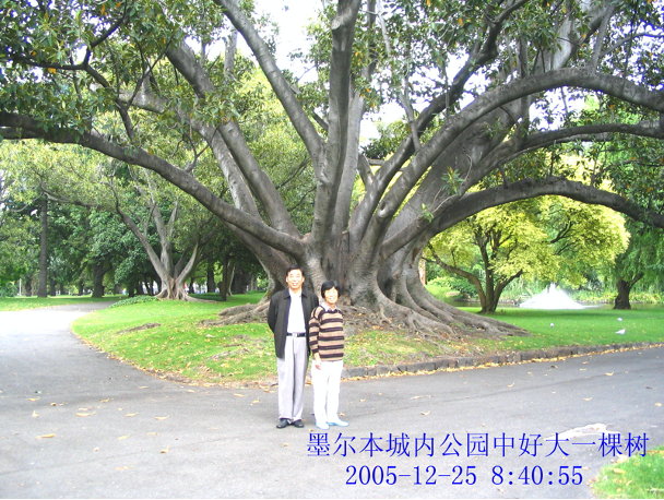 墨尔本城内好大一棵树.png