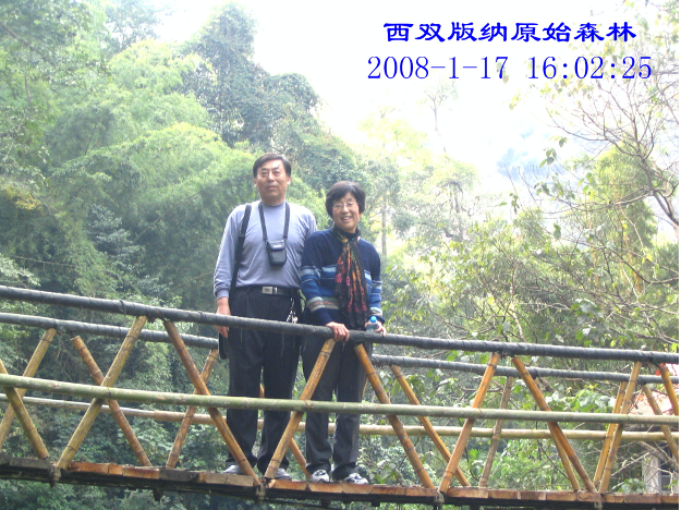 西双版啊原始森林.png