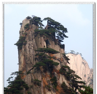 黄山峭壁石缝里的劲松.png