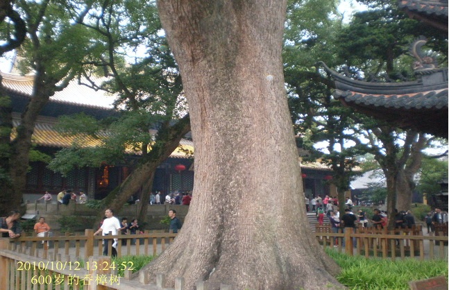 600岁的香樟树3.png