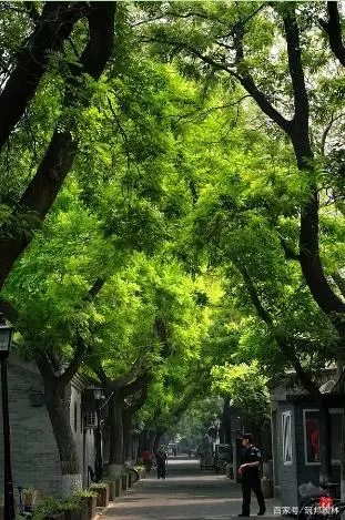 嘉树送清凉.jpeg